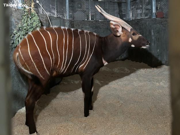Harris進入臺北動物園欄舍